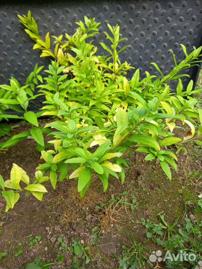 Многолетники садовые