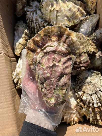 Устрица Хасанская (ракушка)