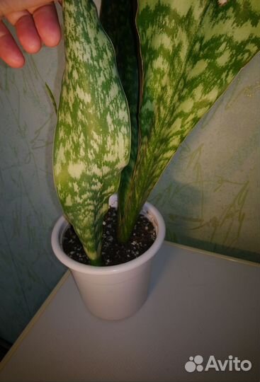 Сансевиерия сортовая