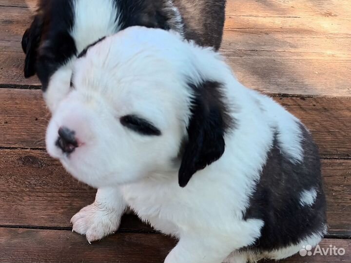 Щенки сенбернара