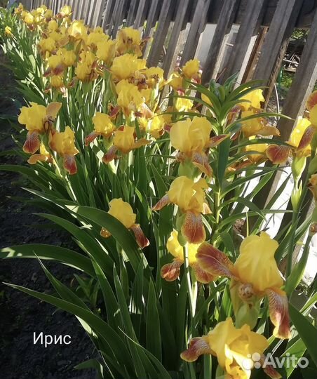 Ирисы бородатые