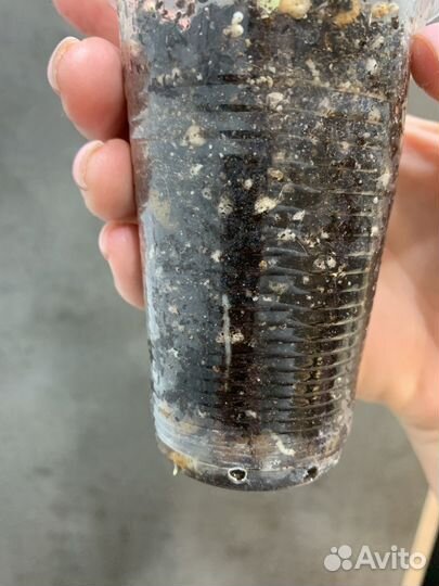 Алоказия венти