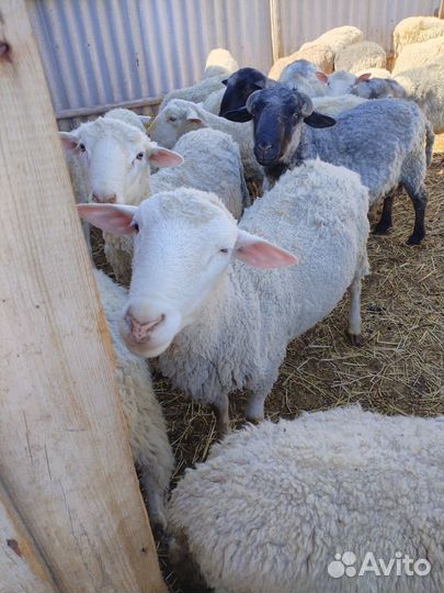 Бараны, ярки