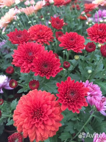 Хризантемы мультифлора