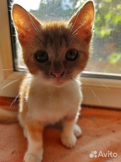 Котята 2 месяца