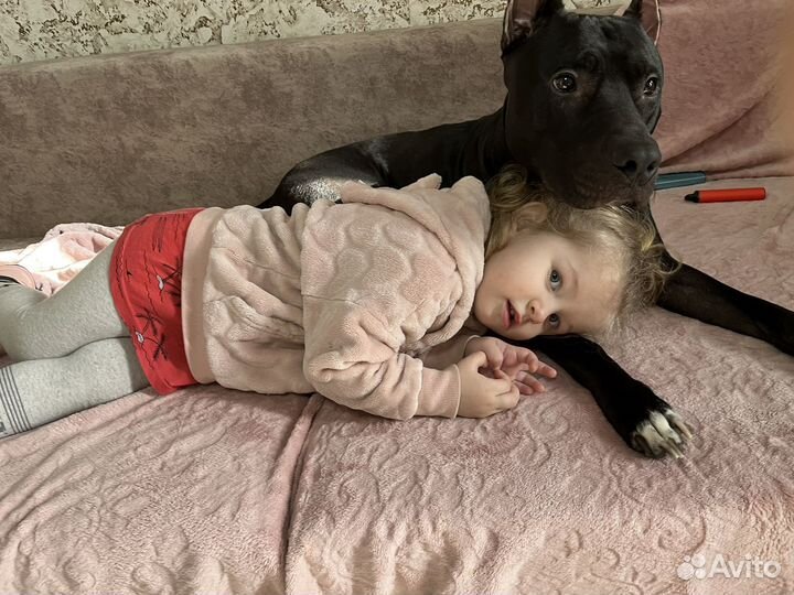 Питбультерьер