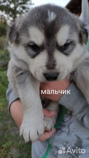Аляскинский маламут щенки