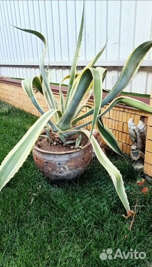 Агава американская