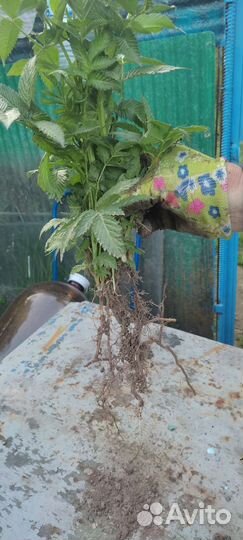 Тибетская малина саженцы