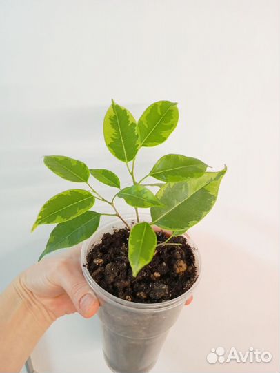 Фикус Бенжамина