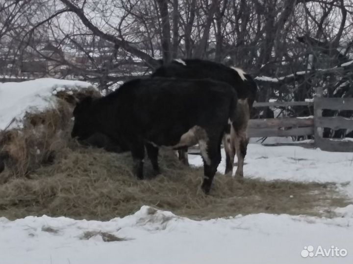 Быки и телки