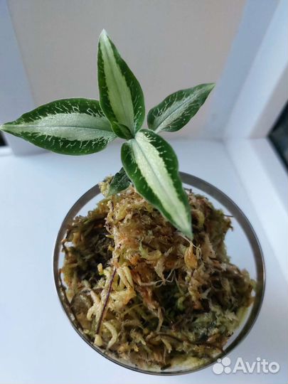 Драгоценная орхидея