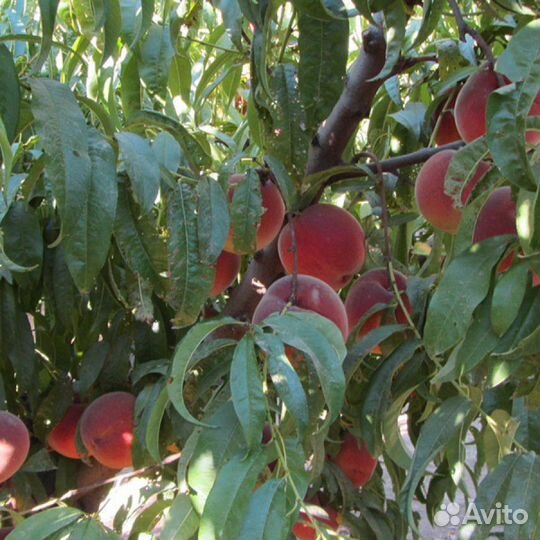 Саженцы персика Экстрим Онис(onis PRO 486)
