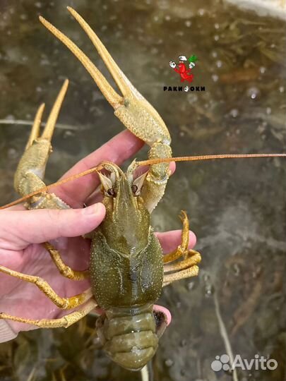 Натуральные раки варка по старинным традициям