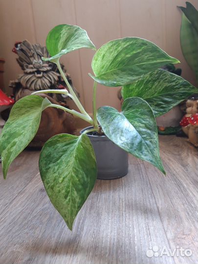 Эпипремнумы вариегатные Marble Queen, Hang,N'Joy