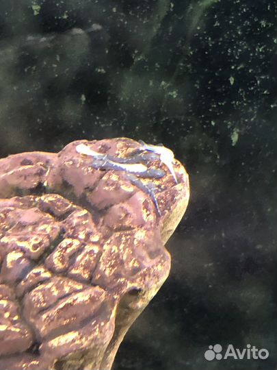 Мальки анцитрусов