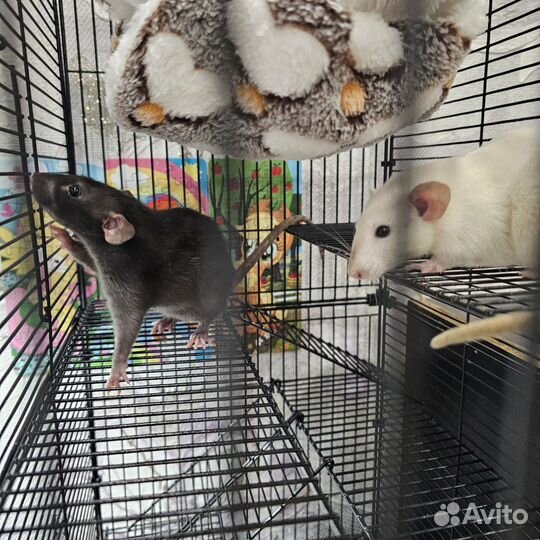 Крысы цветные