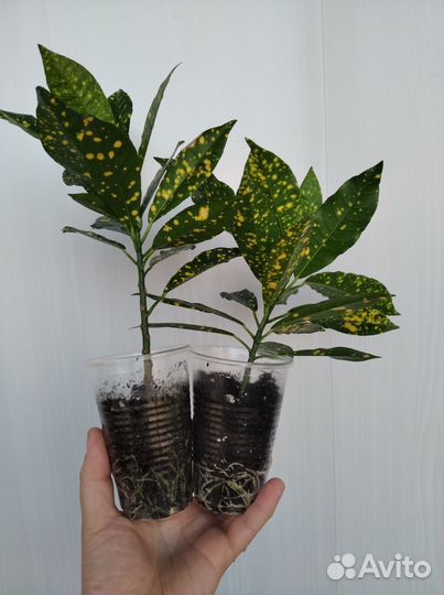 Аукуба, толстянка, сингониум, алоэ-вера