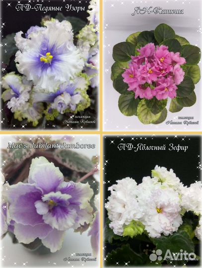 Сортовые фиалки