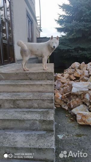 Потеряшка хаски