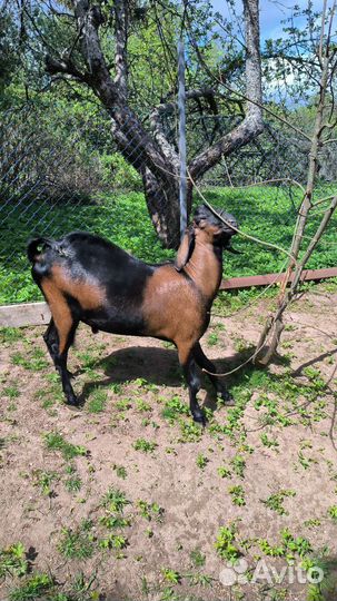 Нубийский козел