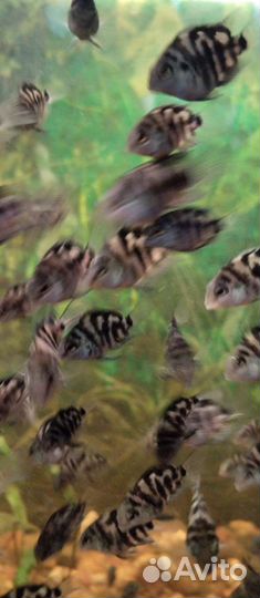 Аквариумная рыбка 