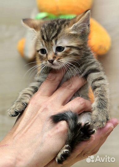 Кошка около 2 мес