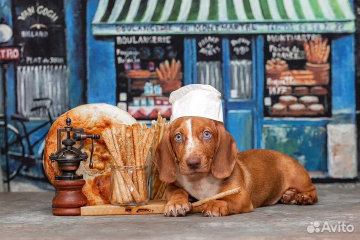 Такса стандартная с голубыми глазами