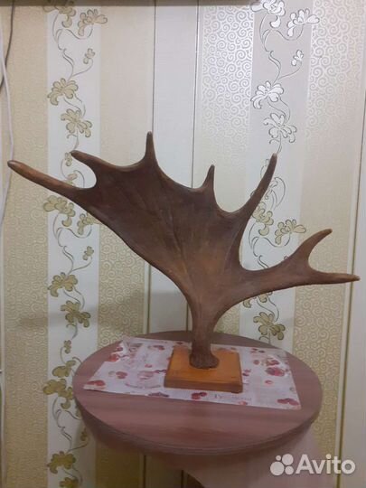 Рог лося.2кг 180гр