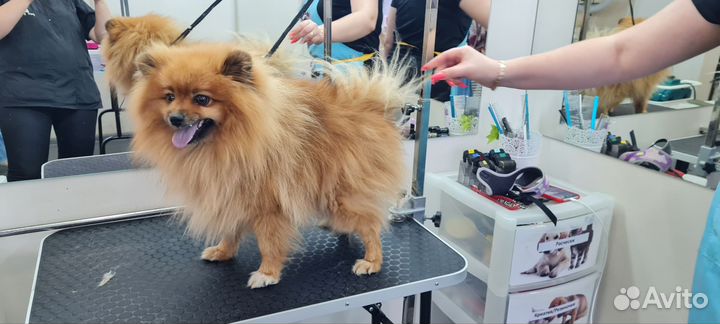 Грумминг собак