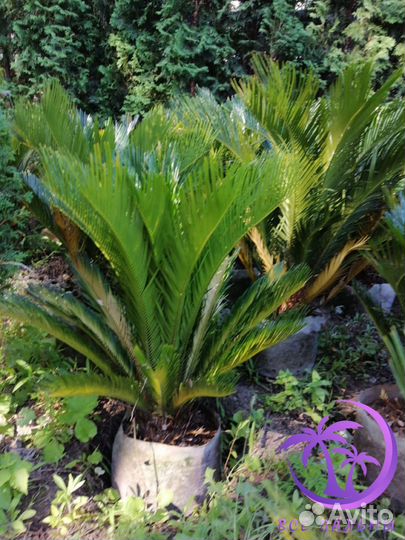 Пальма Цикас