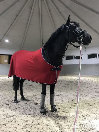 Лошадь на продажу