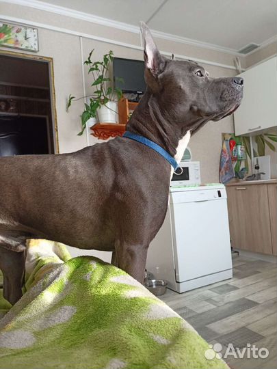 Собака питбуль