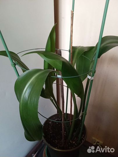 Эухарис амазонская лилия