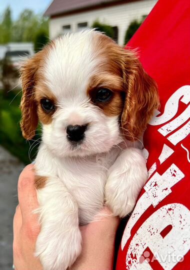 Кавалер кинг чарльз спаниель
