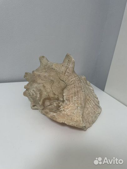 Большая ракушка