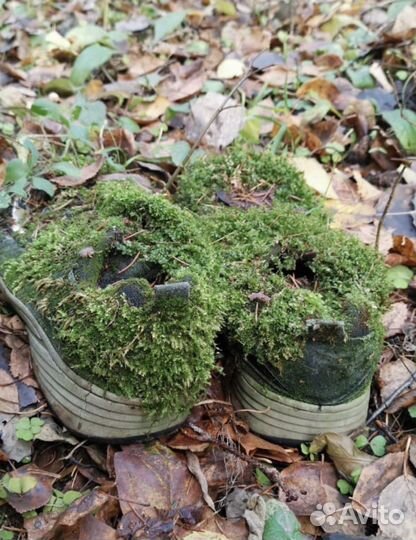 Флористика мох Кашпо
