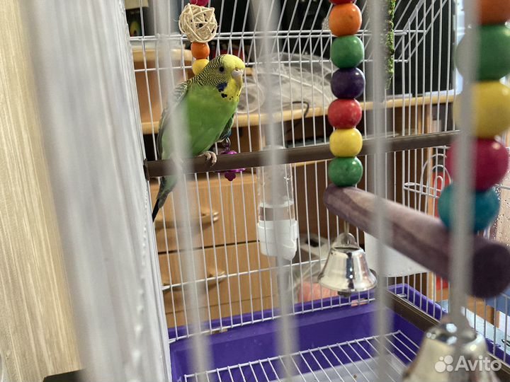 Волнистый попугай с клеткой