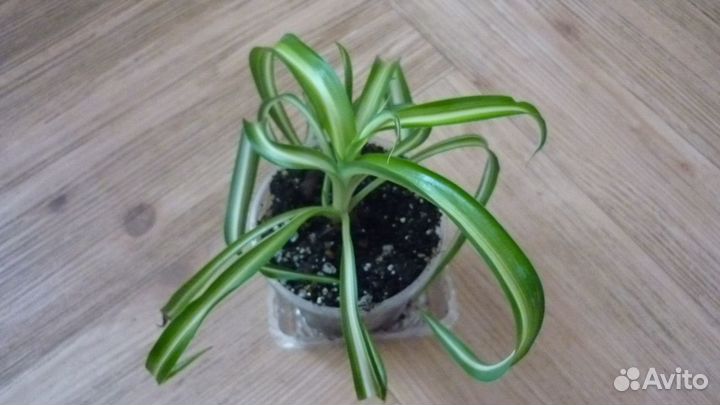 Хлорофитумы капские и бичетти редкие