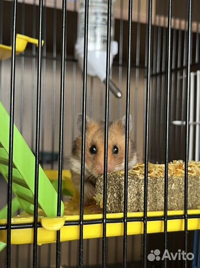 Сирийский хомяк