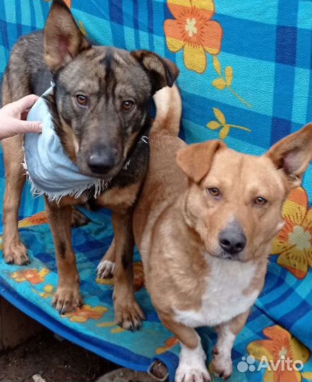 Верный пёс Хатик