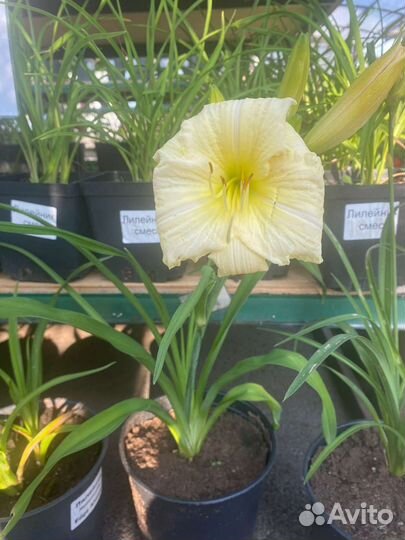 Лилейники в ассортименте