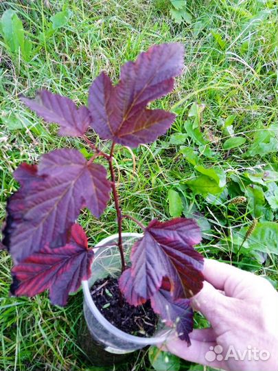 Пузыреплодник саженцы