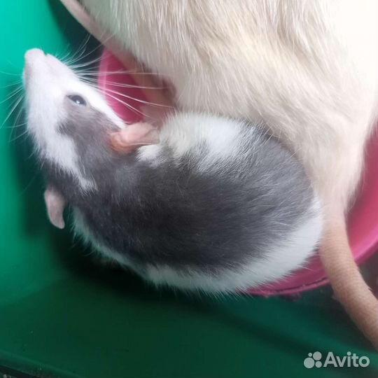 Крыски дамбо, рэкс