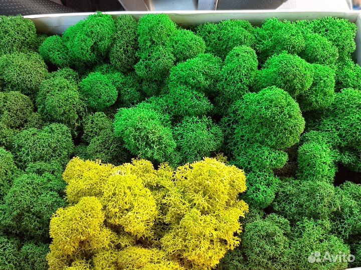 Стабилизированный мох