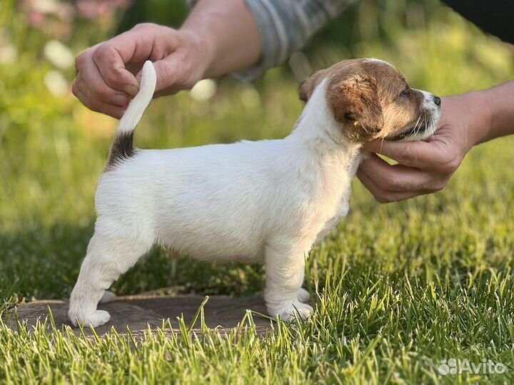 Джек Рассел терьер