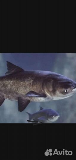 Живая рыба карп толстолобик белый амур карась