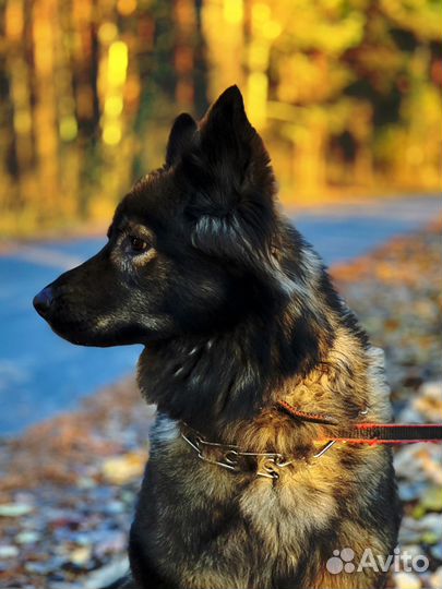 Метис овчарки