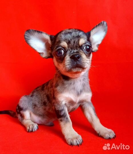 Эксклюзивный мальчик чихуахуа