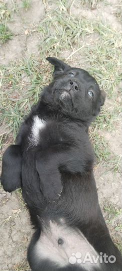 Помесь лабрадора